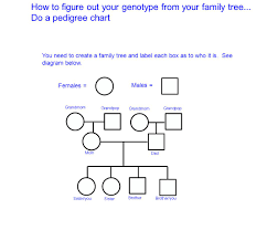 how to figure out your genotype from your family tree ppt