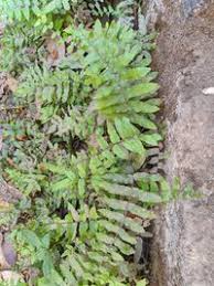 Image result for Ampelopteris prolifera