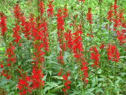 Image result for Lobelia pteropoda