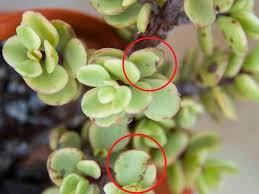 Check spelling or type a new query. Why Is My Jade Plant Dying What To Do Simplify Plants