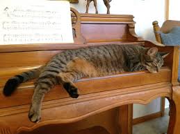 An emotional support cat or dog is seen as a reasonable accommodation for the person suffering with the illness. How To Register A Cat As An Emotional Support Animal Arxiusarquitectura