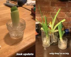 Teksturnya hampir seperti genjer dan agak tangguh. Cara Praktis Tanam Daun Bawang Di Gelas Isi Air