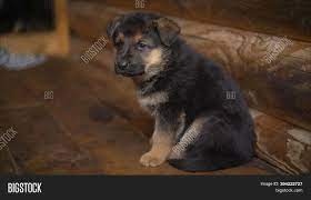 Eastern european shepherd puppies litters are usually between 4 and 10 puppies, but if you want one, you might have your work cut out unless you're based in europe. Small East European Image Photo Free Trial Bigstock