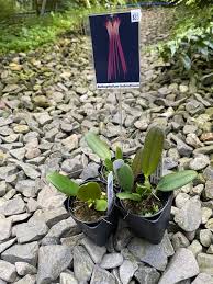 Image result for Bulbophyllum humblotii