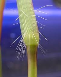 Image result for Digitaria remotigluma