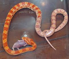 Polish your personal project or design with these corn snake transparent png images, make it even more personalized and more attractive. File Corn Snake Devouring Dead Mouse Fetus By David Shankbone Jpg Wikimedia Commons