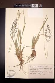 Image result for Sporobolus ioclados