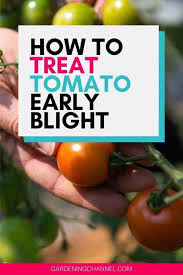 Bonide 811 copper 4e fungicide. Tomato Diseases How To Fight Early Blight Gardening Channel