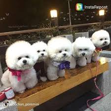 Pin On Dogs