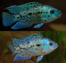 Luzardo did, however, the chances of this are pretty slim, and it would involve more time and tank space than the average. Sex My Electric Blue Jack Dempseys Aquariacentral Com