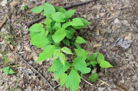 Roughly 85% of americans are allergic to poison ivy, meaning that a simple brush by the plant in your yard, on a hike, when camping, or just when you happen to be near some wild growth. Poison Ivy Could Be Hiding Out In Your Garden