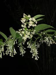 Image result for Cestrum nocturnum