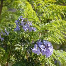 Image result for Jacaranda mimosifolia