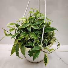 Image result for Fuirena sagittata