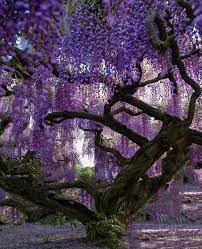 The Kimono Gallery Wisteria Tree Purple Wisteria Ashikaga
