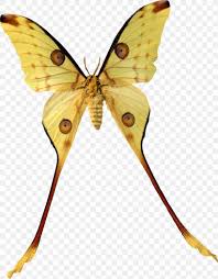 From wikipedia, the free encyclopedia. Madagascar Butterfly Insect Argema Comet Moth Png 1851x2374px Madagascar Argema Arthropod Bombycidae Bozzolo Download Free