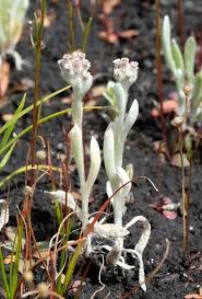 Image result for Vellereophyton dealbatum