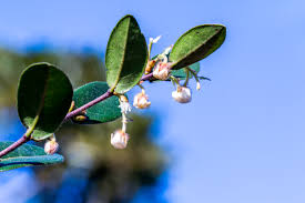 Image result for Sida dregei