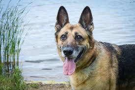 This is an a to z list of all dog breeds with associated pictures for a visual and that aha moment, where you see the dog you've always wondered about. The 10 Most Popular Dog Breeds According To The American Kennel Club