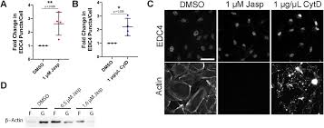 Facebook gives people the power to share and makes the. Viral Manipulation Of A Mechanoresponsive Signaling Axis Disassembles Processing Bodies Biorxiv