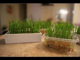This type of grass needs a high degree of light if you want it to appear vibrant and bright green. Vivipet Soil Free Cat Grass How To Grow Cat Grass Youtube