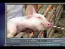 Bible And Quran Says Don T Eat Pork Why Youtube Look At Not Eating Pork From A Scientific And Time Period View What Do We Know A Quran Bible Islam