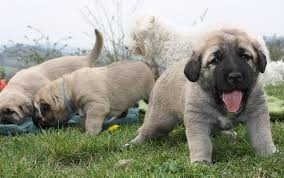 Alabai male female puppies for sale in india. Kangal Dog Anatoli Shepherd Price Range Kangal Puppies For Sale Cost