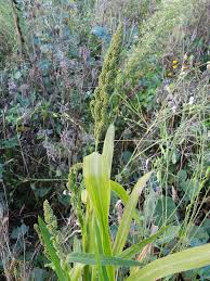 Image result for Echinochloa frumentacea