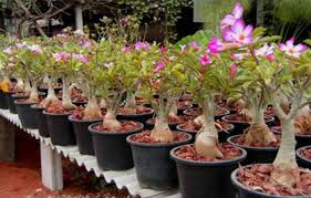 Masa lapang menanam pokok kemboja cina melur asal tumbuhan. Cara Menanam Bunga Kamboja Jepang Adenium Bibitbunga Com