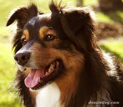 australian shepherd chien berger australien berger anglais races de chiens