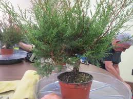 Télécharger des livres par patrick rambaud date de sortie: Shohin Seminar 2018 San Diego Bonsai Club