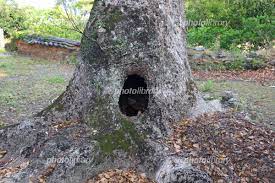 木 の 穴