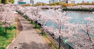 Maybe you would like to learn more about one of these? 7 Tempat Terbaik Untuk Melihat Bunga Sakura Di Jepang Tiket Com