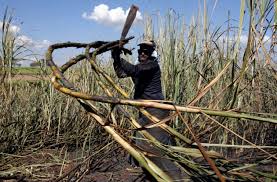 The kaduna state government has commenced the production of fuel from sugarcane in an effort to develop alternative source of energy. Growth Of Ethanol Fuel Stalls In Brazil Nature News Comment