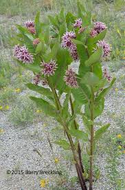 Image result for Asclepias longissima