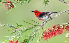 Maybe you would like to learn more about one of these? Burung Merah Hitam Putih Pada Cabang Pohon Di Latar Belakang Hijau Hewan Hd Wallpaper Desktop Layar Lebar Definisi Tinggi Layar Penuh