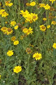 Image result for Nidorella welwitschii