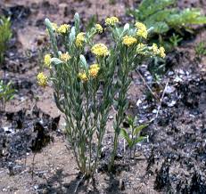 Image result for Gnidia kraussiana