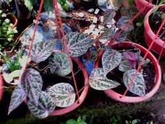 Daun sirih merah adalah tanaman yang sudah dipercaya akan khasiatnya, daun ini kaya akan kandungan flavonoid dan alkaloid yang baik tinjauan medis : Khasiat Daun Sirih Merah Home Facebook