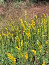 Image result for Sophora velutina