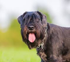 Maybe you would like to learn more about one of these? Standard Schnauzer Breed Facts And Information Petcoach