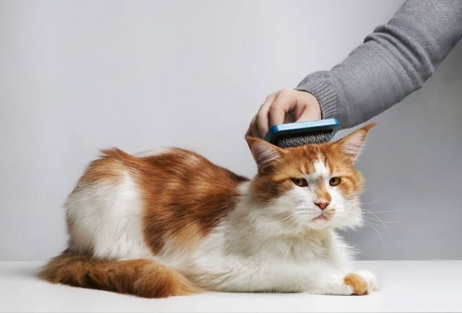 Grooming