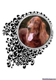 Hallo,ich bin neu hier und komm auch gleich mit einem problem auf euch zu.mein hund, ein beagle (4 jahre alt), bellt ständig im garten, wenn andere hunde vorbei kommen. Hund Bellt Im Garten Ab Wann Erlaubt Lautstarke Belastigung Larm