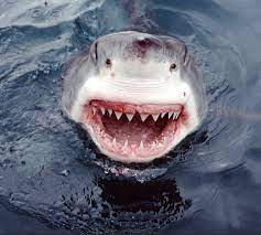 One is flawless tooth, it comes from the first and second layer. Shark Jaws Facts About Sharks Dk Find Out