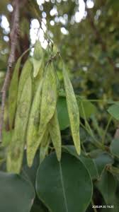 Image result for Dalbergia sissoo