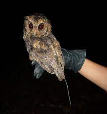 Burung hantu (owl *dalam bahasa inggris) kerap kali dianggap sebagai lambang pembelajaran, ilmu pengetahuan, dan kebijaksanaan. Burung Hantu Bukan Haiwan Peliharaan Tetapi Pemain Utama Ekosistem Majalahsains