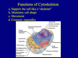 These cells resemble a flattened version of a shape called kelvin's tetrakaidecahedron: Cell Theory Robert Hooke Saw Little Rooms When Examining Cork With His Self Made Microscope Cells Four Main Principles 1 All Organisms Consist Ppt Download