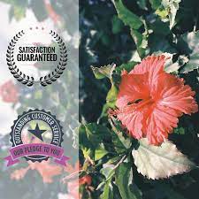 Roselle tea dried herbal hibiscus flower natural pure organic healthy drink premium quality from thailand. Hibiscus Tea From Organically Farmed Flowers