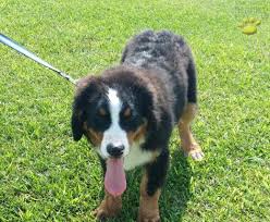 This dog has a double coat. Bernese Mountain Dog For Sale California