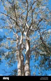 Image result for Eucalyptus tereticornis